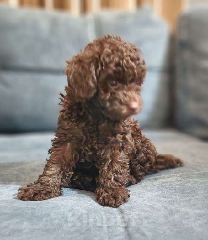 Собаки в Москве: Мини пудель Девочка, 150 000 руб. - фото 2