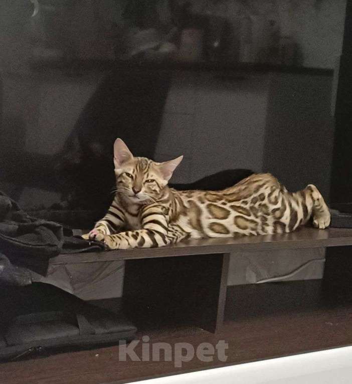 Кошки в Екатеринбурге: Здоровый бенгальский котёнок Мальчик, 25 000 руб. - фото 2