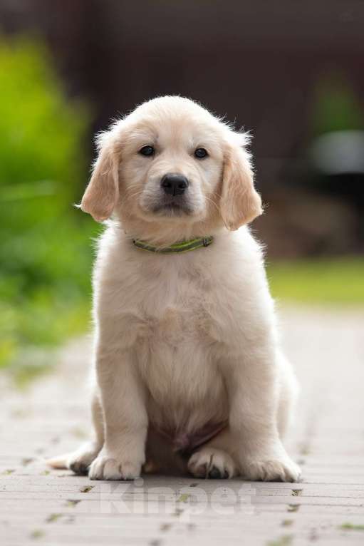 Собаки в Петрозаводске: Щенок Золотистого ретривера  Мальчик, 80 000 руб. - фото 7