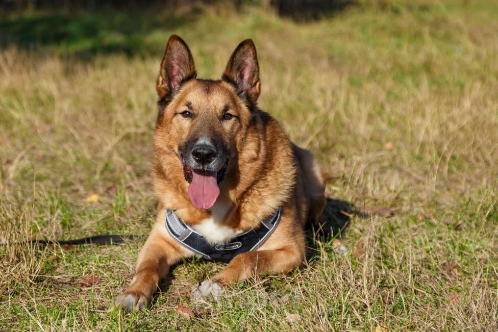 Собаки в Москве: Настоящий мушкетёр Мальчик, Бесплатно - фото 6