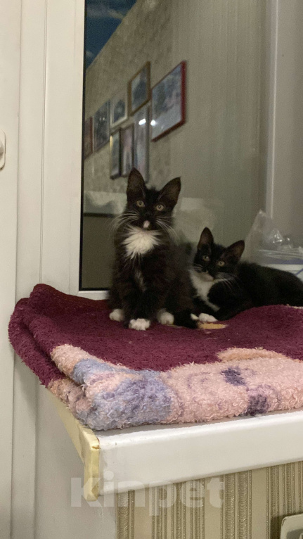 Кошки в Хабаровске: Кошечка Луффи Девочка, Бесплатно - фото 3