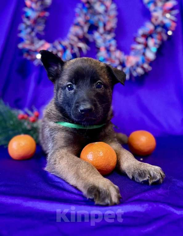 Собаки в других городах Московской области: Шикарные щенки малинуа от родителей чемпионов  Мальчик, 70 000 руб. - фото 1