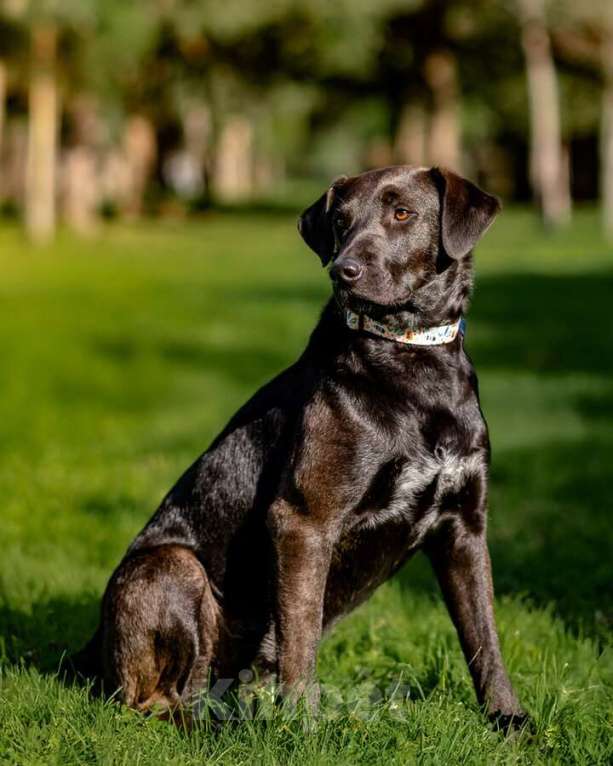 Собаки в Москве: Чудесная собачка Шоколадка ищет дом. Девочка, Бесплатно - фото 5