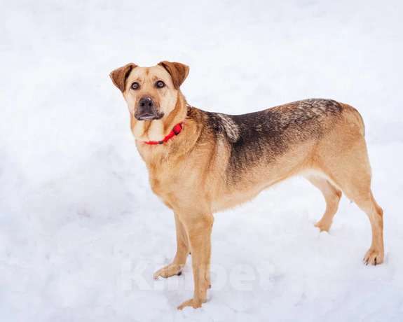 Собаки в Москве: Шеба ищет свой дом Девочка, Бесплатно - фото 1