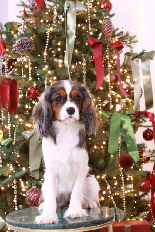 Собаки в Москве: Щенки Кавалер Кинг Чарльз спаниель  Девочка, 400 000 руб. - фото 3