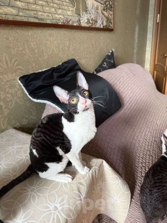 Кошки в Санкт-Петербурге: Корниш -рекс  Мальчик, 30 000 руб. - фото 2