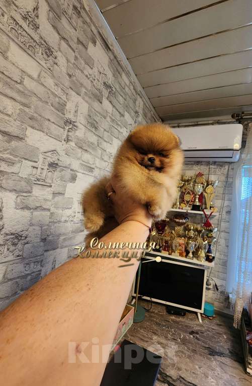 Собаки в Москве: Шпиц померанский в медвежьем типе девочка из племенного питомника Девочка, Бесплатно - фото 2