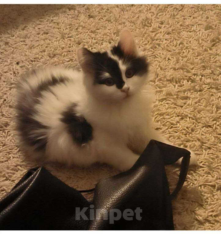 Кошки в Калининграде: ПОМОГИТЕ НАЙТИ КОТЁНКА Мальчик, Бесплатно - фото 2