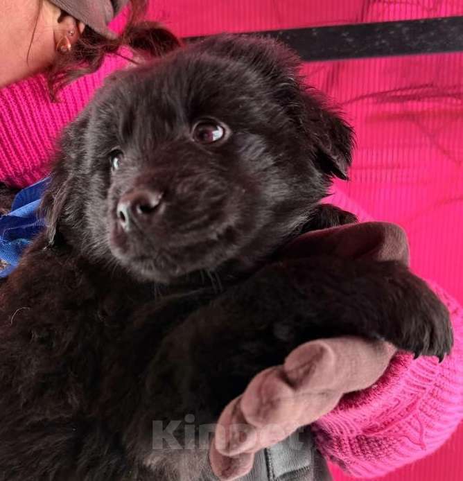 Собаки в Москве: Милый щенок Барни Мальчик, 1 руб. - фото 5