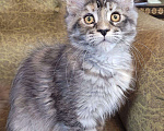Кошки в Всеволожске: Кошка мейн-кун Cora Raksi Line Девочка, Бесплатно - фото 5
