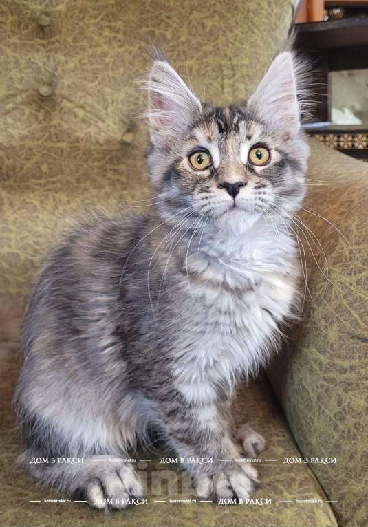 Кошки в Всеволожске: Кошка мейн-кун Cora Raksi Line Девочка, Бесплатно - фото 5