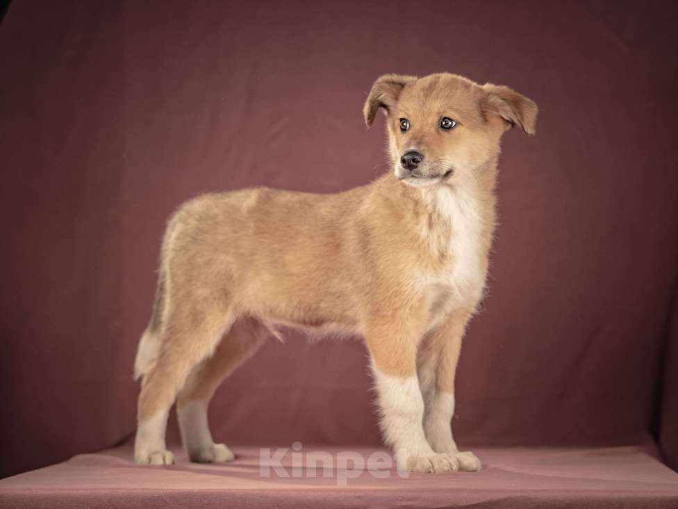 Собаки в Клине: Матео — очаровательный щенок с добрым нравом, который станет вашим лучшим другом Мальчик, Бесплатно - фото 8