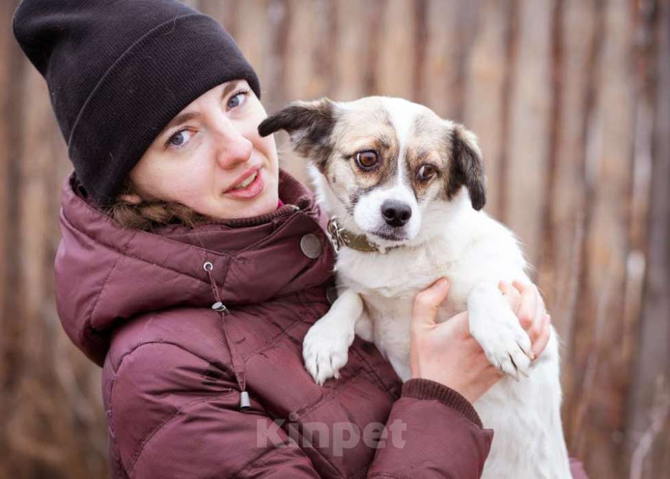Собаки в Москве: Нюша, 6 лет, вес 7 кг в добрые руки Девочка, Бесплатно - фото 6