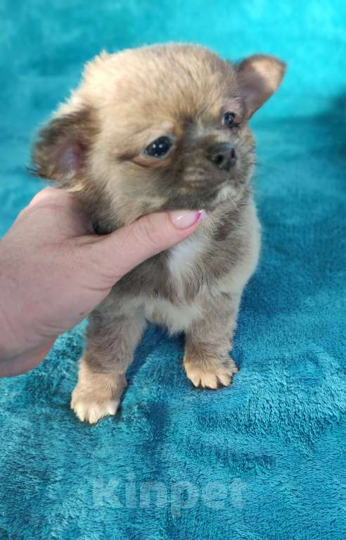 Собаки в Самаре: Красивый Мальчик чихуахуа Мальчик, Бесплатно - фото 2