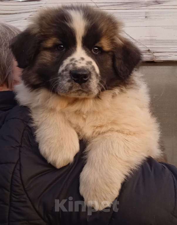 Собаки в Ижевске: Щенки Московской Сторожевой Мальчик, 50 000 руб. - фото 3