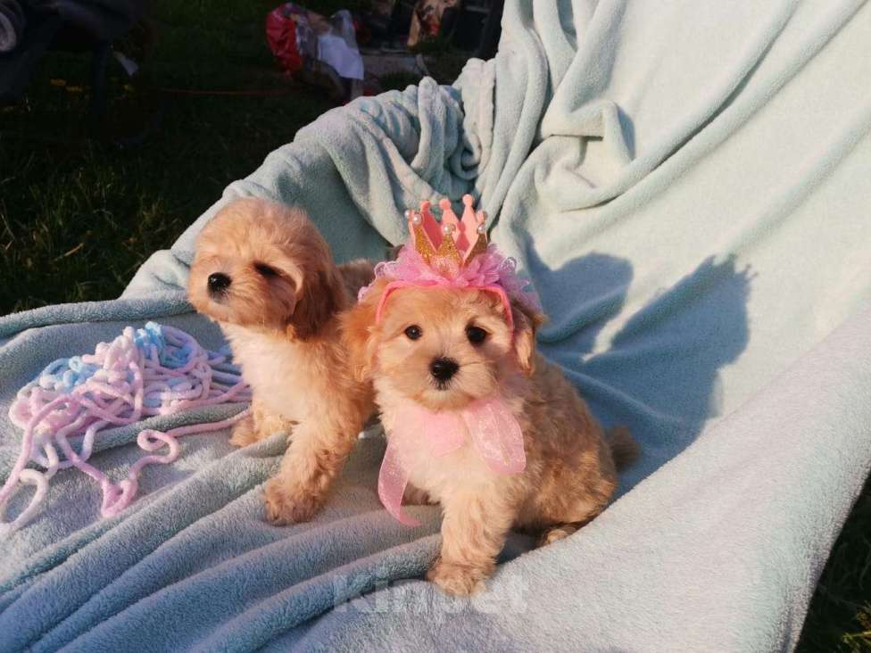 Собаки в Москве: Игрушечнные, милейшие мальтипушки разного возраста. Мальчик, 50 000 руб. - фото 5