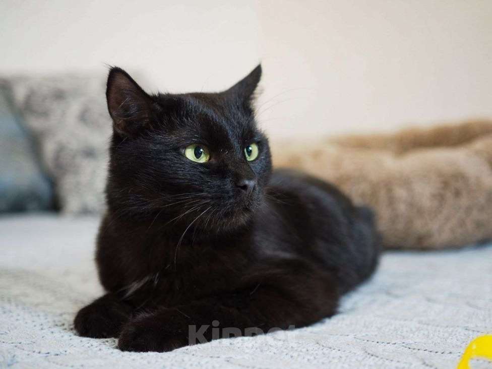 Кошки в Москве: Кот Енисей ищет дом Мальчик, Бесплатно - фото 4