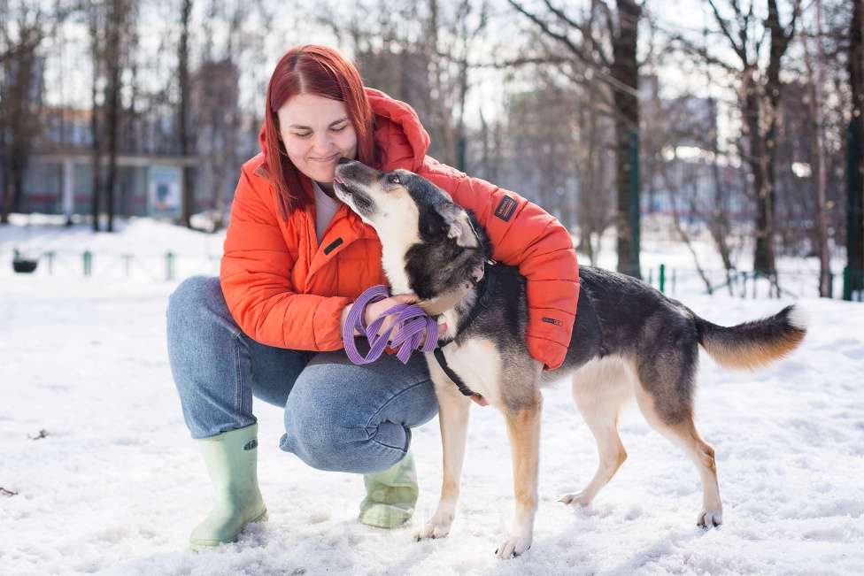 Собаки в Москве: Мирушка ищет добрый дом Девочка, Бесплатно - фото 6
