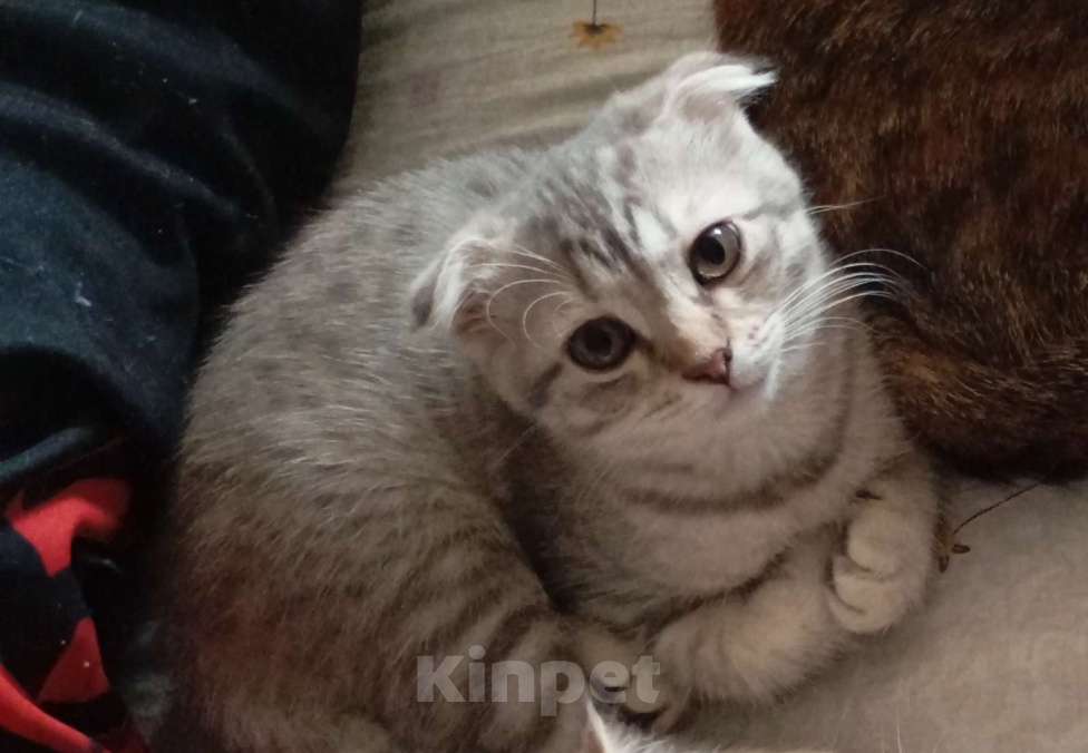 Кошки в Ростове-на-Дону: Шотландская вислоухая порода кошек Девочка, 9 000 руб. - фото 1