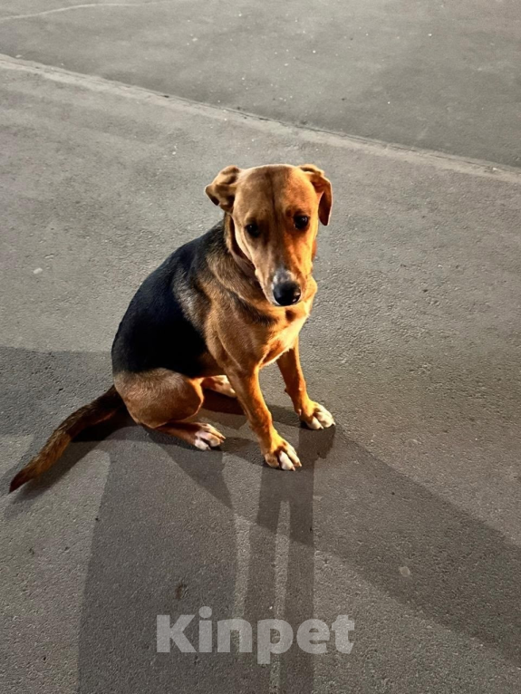 Собаки в других городах Московской области: Лика. Похожа на русскую гончую. В добрые руки Девочка, Бесплатно - фото 10