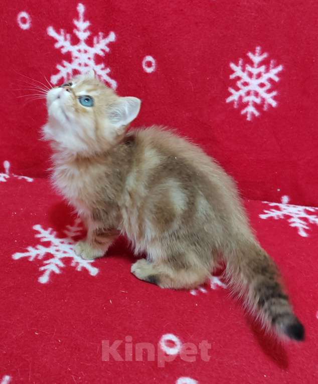 Кошки в Москве: Золотой мраморный котик Мальчик, 3 000 руб. - фото 4