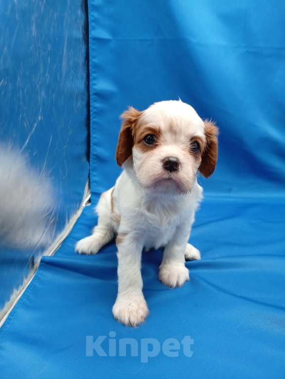 Собаки в Москве: Щенки кавалер Кинг Чарльз спаниель  Девочка, 65 000 руб. - фото 7