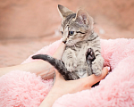 Кошки в Санкт-Петербурге: Котенок Каспер Мальчик, Бесплатно - фото 6