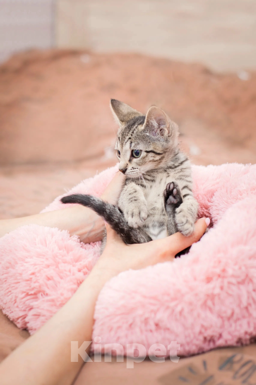 Кошки в Санкт-Петербурге: Котенок Каспер Мальчик, Бесплатно - фото 6