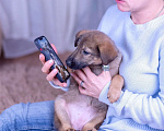 Собаки в Ногинске: Триша - щенок в добрые руки Девочка, Бесплатно - фото 9