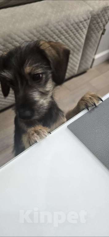 Собаки в Москве: Щенок в добрые руки  Девочка, Бесплатно - фото 5