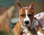 Собаки в других городах Московской области: Щенок амстаффа Девочка, 100 000 руб. - фото 2