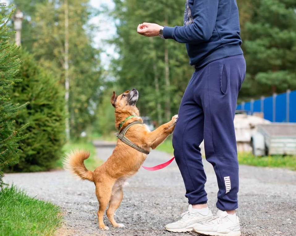 Собаки в Санкт-Петербурге: Маленький хорошенький пёс Мальчик, Бесплатно - фото 4