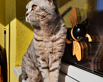 Кошки в Карачеве: Вязка, 1 200 руб. - фото 1