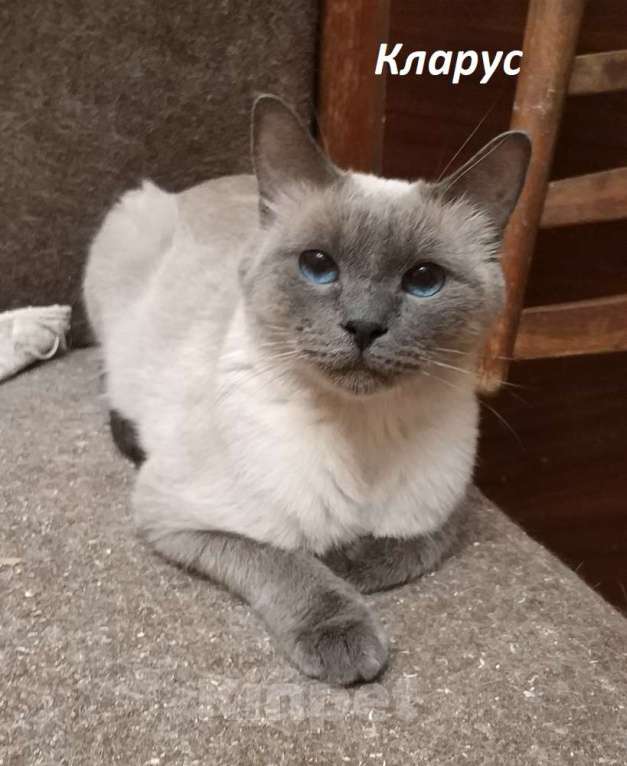 Кошки в Москве: Чистопородные тайцы из питомника за символическую сумму Разнополые, Бесплатно - фото 1