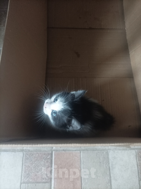 Кошки в Подольске: Котёнок с улицы Дизюкова Мальчик, Бесплатно - фото 2
