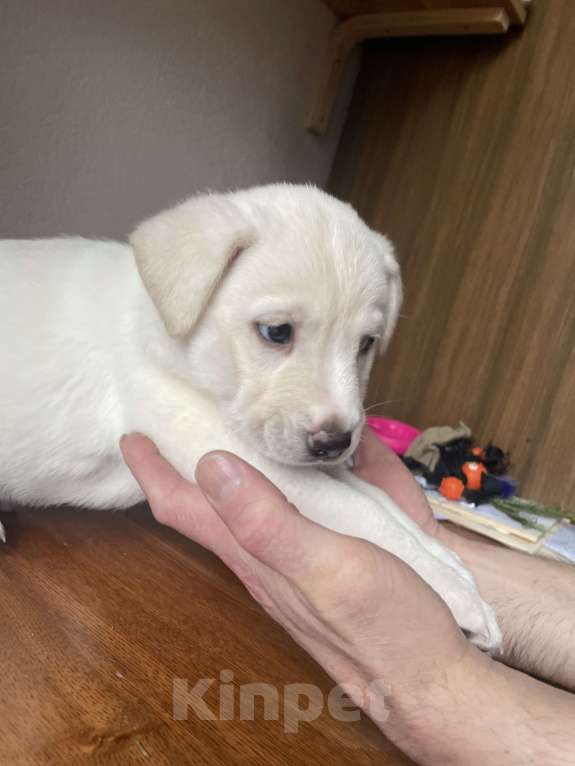 Собаки в Челябинске: Пупс  Мальчик, Бесплатно - фото 3