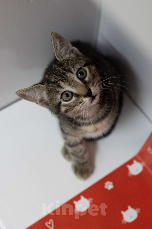 Кошки в Москве: Полосатик в добрые руки Мальчик, Бесплатно - фото 3