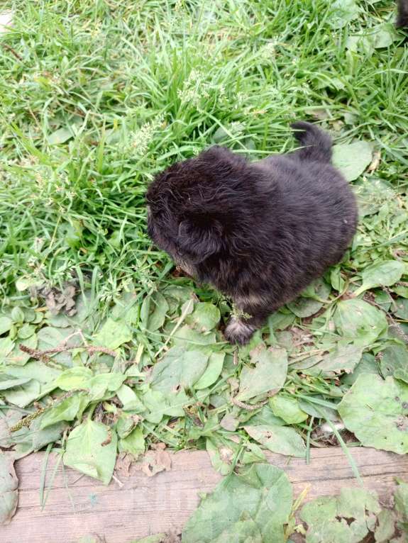 Собаки в Перми: Шпиц немецкий  Девочка, 18 000 руб. - фото 4