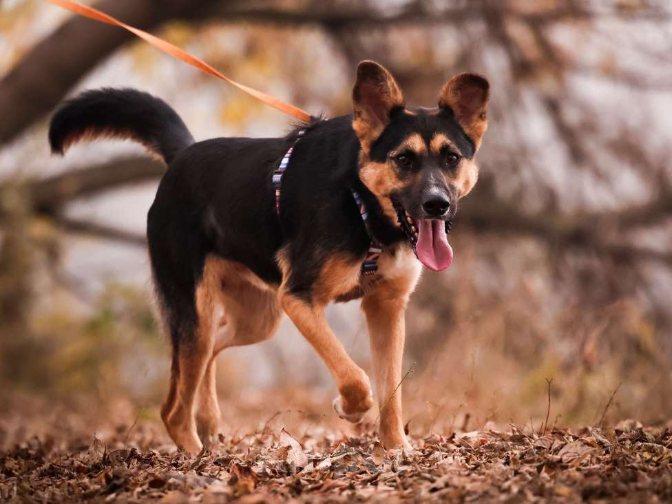 Собаки в Москве: Молодой пес в добрые руки Мальчик, Бесплатно - фото 7