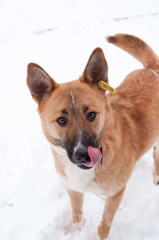 Собаки в Ногинске: Благородная девица Марфа Васильна ищет покровителей и почитателей! Готова украсить ваше имение Девочка, Бесплатно - фото 10