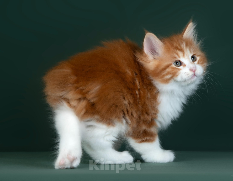 Кошки в других городах Московской области: Крупный яркий курильский котенок Мальчик, 70 000 руб. - фото 2