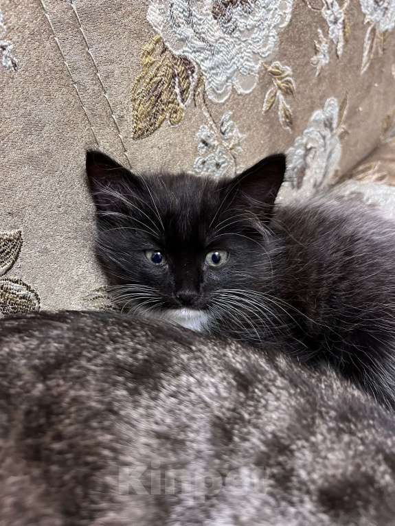 Кошки в Москве: Барсучиха Девочка, Бесплатно - фото 3