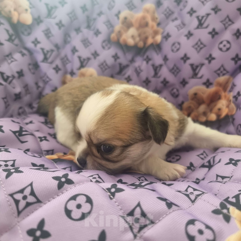 Собаки в Калининграде: Щенок Чихуахуа д/ш, мальчик Мальчик, Бесплатно - фото 6