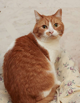 Шикарные молодые котики и кошечки (1 г.) в дар