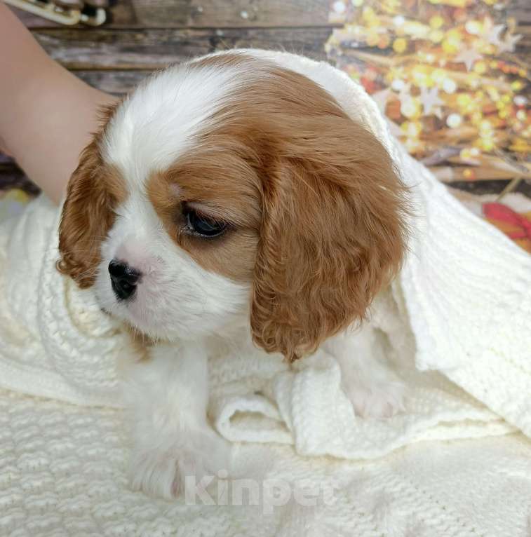 Собаки в Нижнем Новгороде: Щенок Мальчик, 100 000 руб. - фото 2