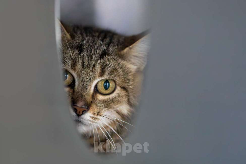 Кошки в Москве: Пелагея Девочка, Бесплатно - фото 2