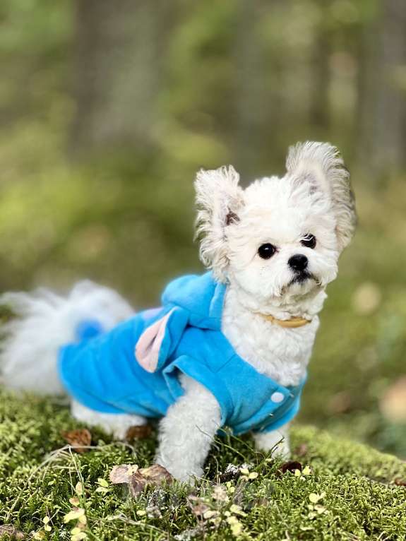 Собаки в Санкт-Петербурге: Девочка Пушон Девочка, 50 000 руб. - фото 6