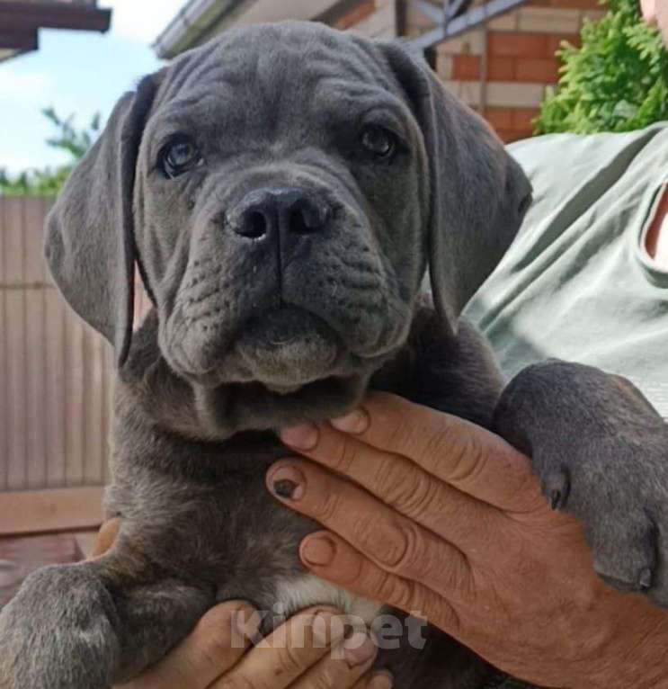 Собаки в Москве: Щенки Кане Корсо Мальчик, 70 000 руб. - фото 9