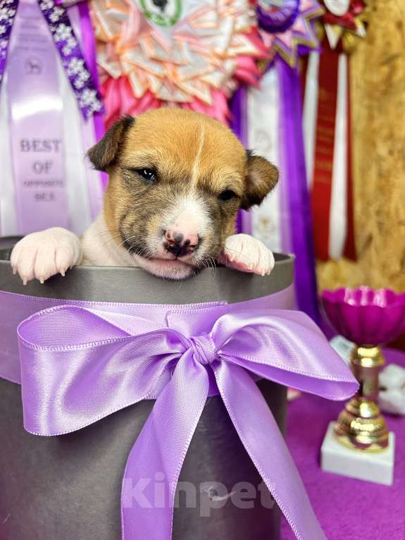 Собаки в Курске: Девочка басенджи  Девочка, 70 000 руб. - фото 6