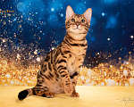Кошки в Москве: Бенгальский котенок Девочка, 75 000 руб. - фото 2
